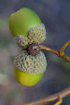 Chestnut oak